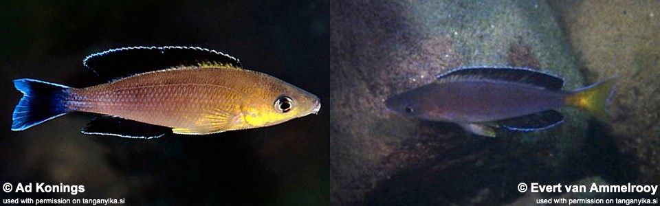 Cyprichromis sp. 'leptosoma jumbo' Cape Kapembwa