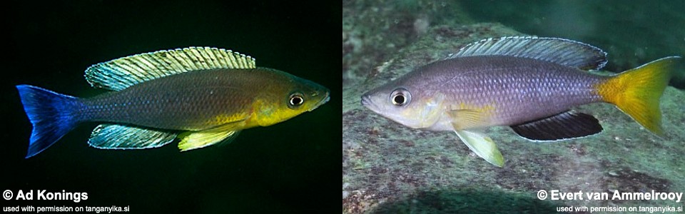 Cyprichromis sp. 'leptosoma jumbo' Cape Nangu
