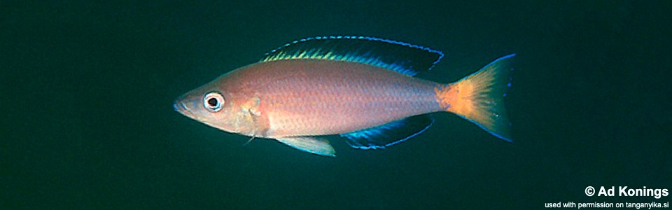 Cyprichromis sp. 'leptosoma jumbo' Kalambo Lodge