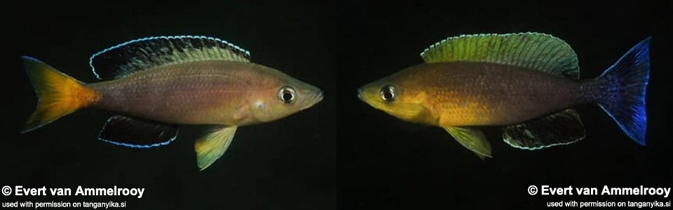 Cyprichromis sp. 'leptosoma jumbo' Kasenga