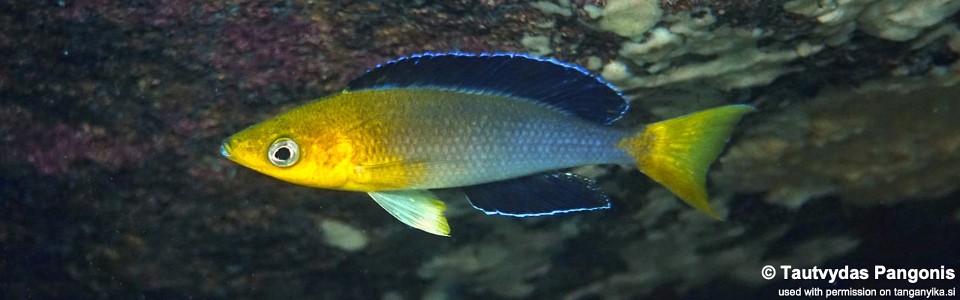 Cyprichromis sp. 'leptosoma jumbo' Katondo Point