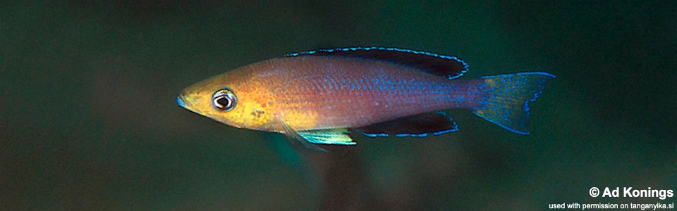Cyprichromis sp. 'leptosoma jumbo' Mamalesa