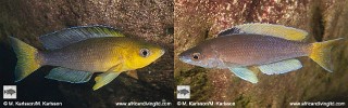 Cyprichromis sp. 'leptosoma jumbo' Fulwe Rocks.jpg