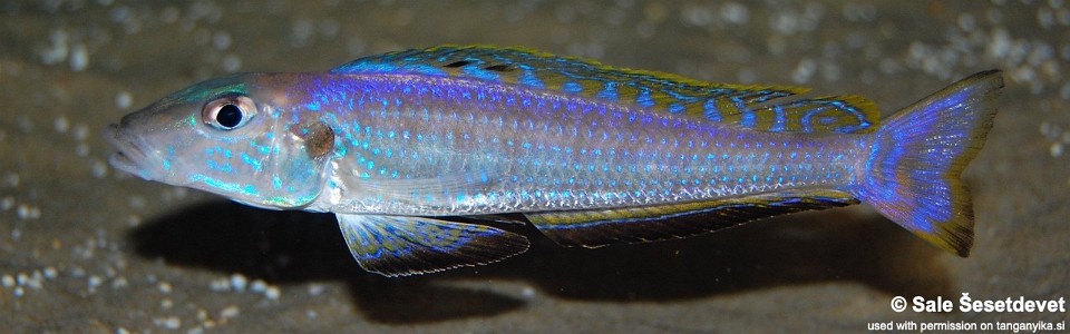 Enantiopus melanogenys 'Karema'