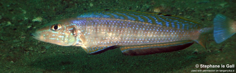 Enantiopus melanogenys 'Karilani Island'
