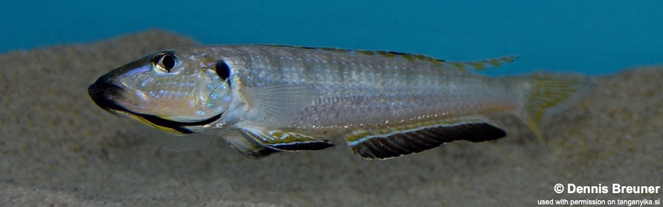 Enantiopus melanogenys 'Kasanga'
