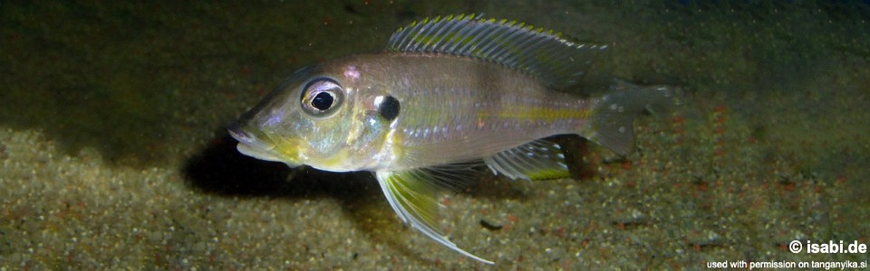 Gnathochromis permaxillaris (Burundi)