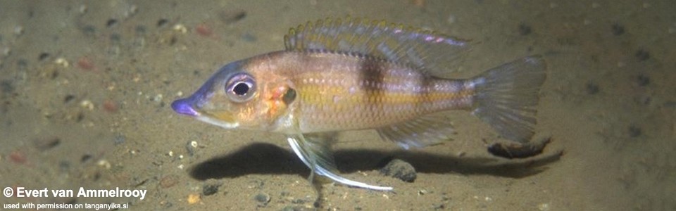Gnathochromis permaxillaris 'Chituta Bay'