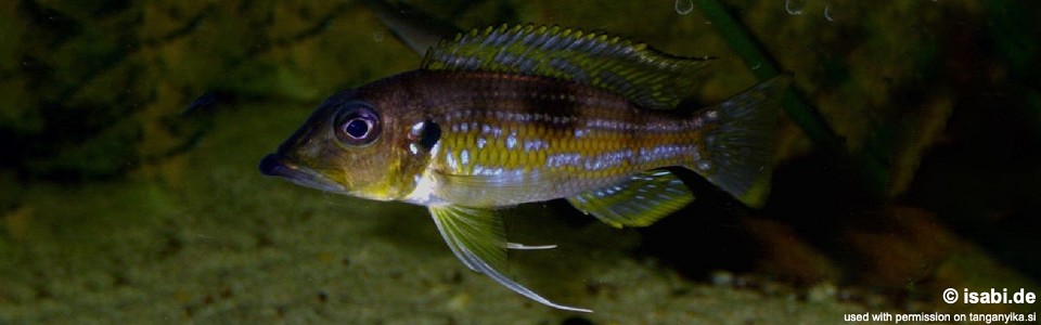 Gnathochromis permaxillaris (Zambia)