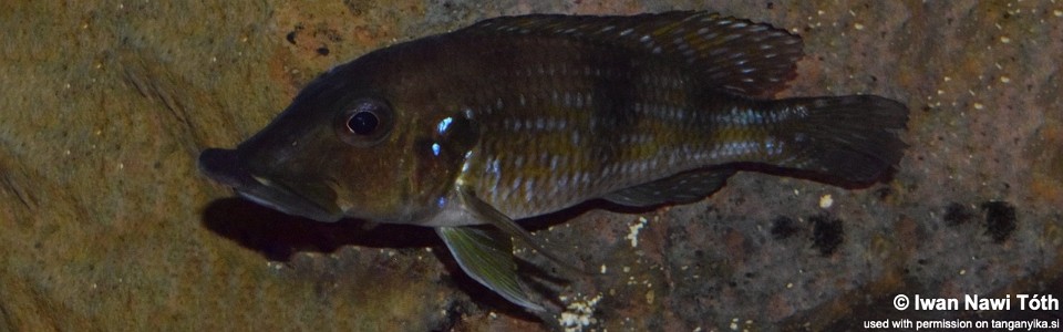 Gnathochromis permaxillaris (unknown locality)