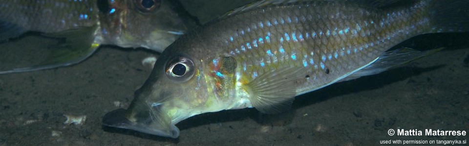Gnatochromis permaxilliaris 'Kalala'