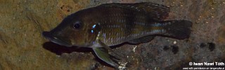 Gnathochromis permaxillaris.jpg