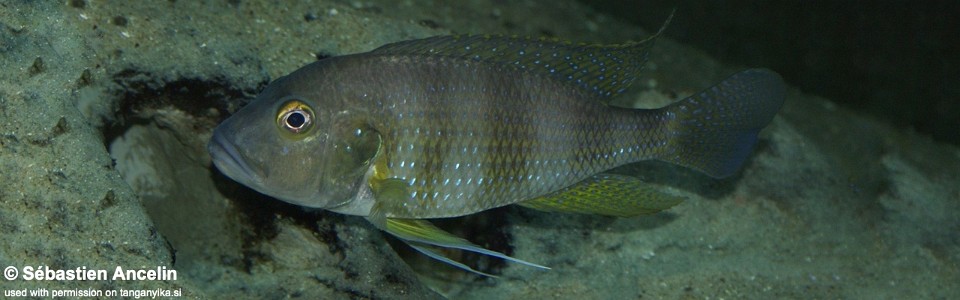 Greenwoodochromis staneri (unknown locality)<br><font color=gray>Limnochromis staneri (unknown locality)</font>