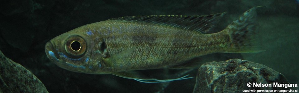 Haplotaxodon trifasciatus (Burundi)