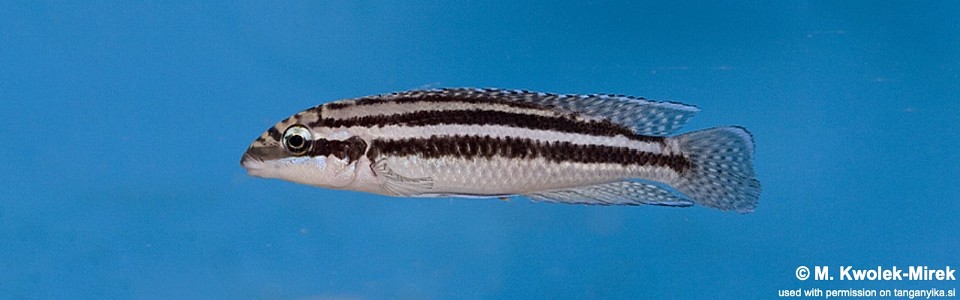 Julidochromis dickfeldi 'Cape Chipimbi'