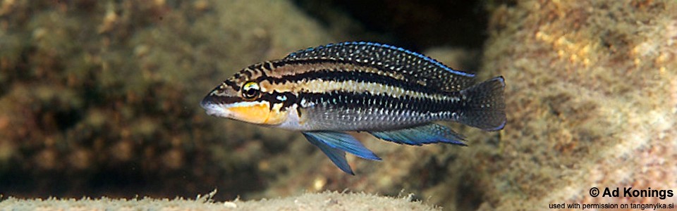 Julidochromis dickfeldi 'Cape Kachese'