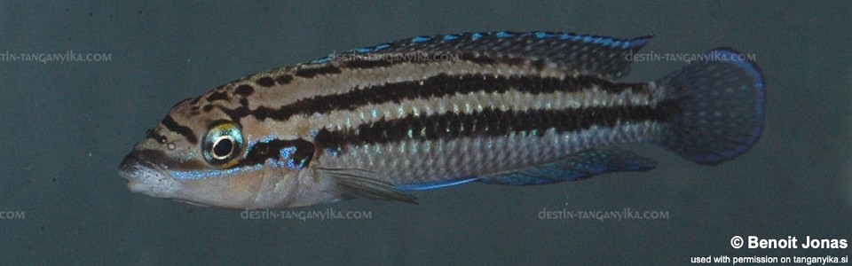 Julidochromis dickfeldi (unknown locality)
