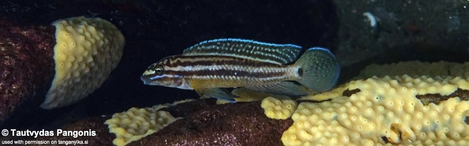 Julidochromis cf. marksmithi 'Lubugwe Bay'<br><font color=gray>J. sp. 'Marksmithi Lyamembe' Lubugwe Bay</font>