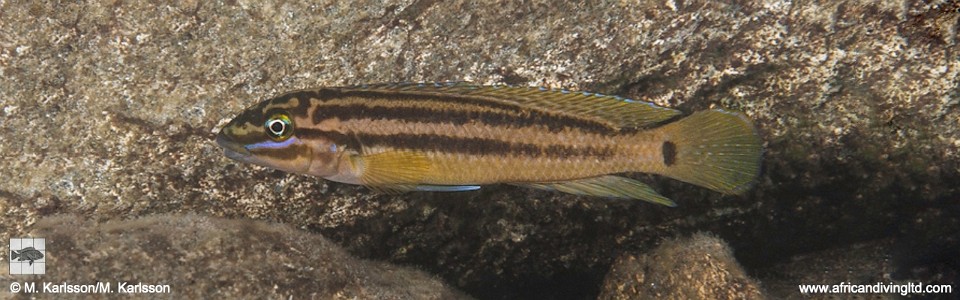 Julidochromis cf. marksmithi 'Lufungu Bay'<br><font color=gray>J. sp. 'Marksmithi Lyamembe' Lufungu Bay</font>