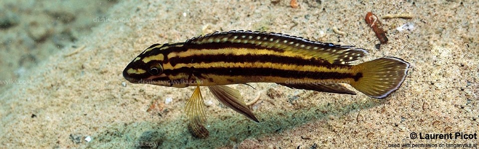 Julidochromis marksmithi 'Cape Mpimbwe'