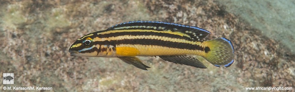 Julidochromis marksmithi 'Kampemba Point'