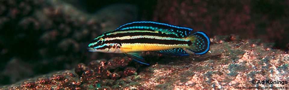 Julidochromis marksmithi 'Kerenge Island'