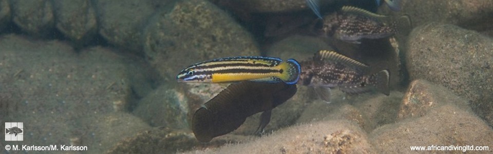 Julidochromis marksmithi 'Mwila Island'