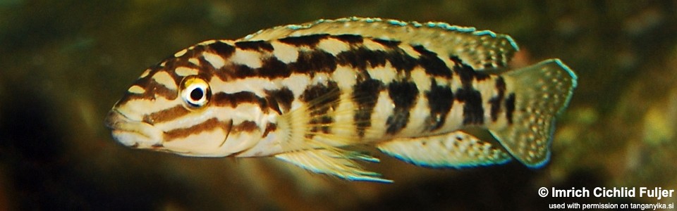 Julidochromis cf. marlieri 'Burundi'