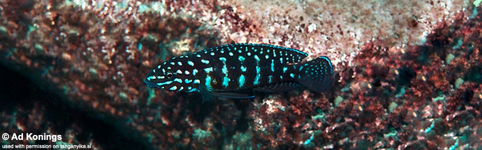 Julidochromis cf. marlieri 'Chikalakate'<br><font color=gray>J. sp. 'Marlieri Kasanga' Chikalakate</font>