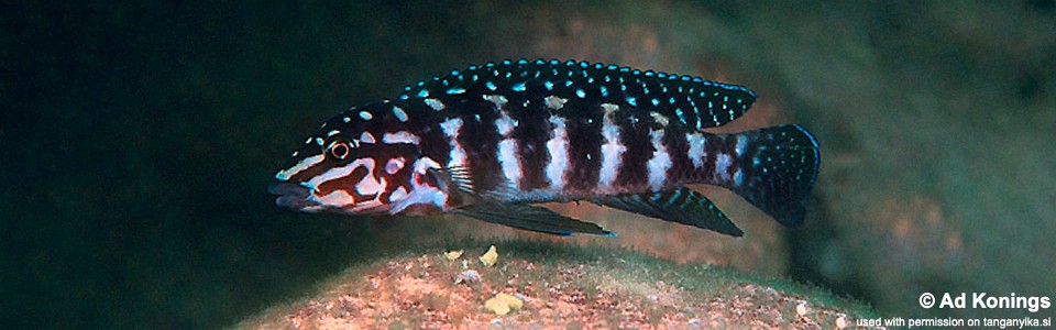 Julidochromis cf. marlieri 'Kasanga'<br><font color=gray>J. sp. 'Marlieri Kasanga' Kasanga</font>