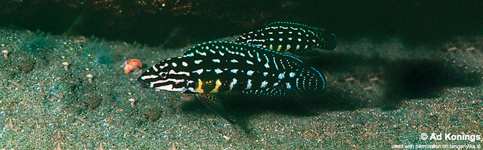 Julidochromis cf. marlieri 'Magara'
