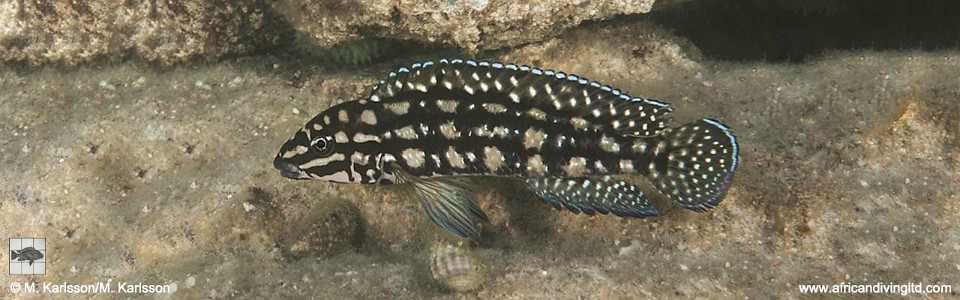 Julidochromis cf. marlieri 'Maleza Island'<br><font color=gray>J. sp. 'Marlieri Maleza' Maleza Island</font>