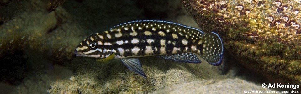 Julidochromis cf. marlieri 'Mikongolo Island'<br><font color=gray>J. sp. 'Marlieri Kala' Mikongolo Island</font>