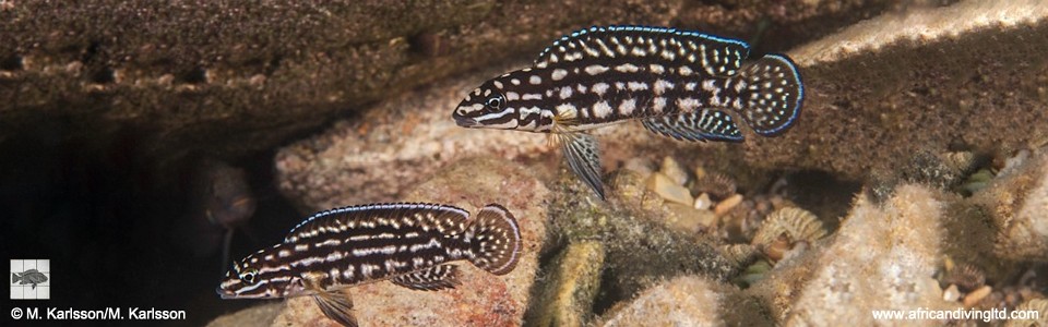 Julidochromis cf. marlieri 'Singa Island'<br><font color=gray>J. sp. 'Marlieri Maleza' Singa Island</font>