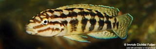 Julidochromis cf. marlieri 'Burundi'.jpg