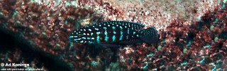 Julidochromis cf. marlieri 'Chikalakate'.jpg