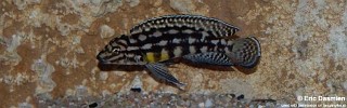 Julidochromis cf. marlieri 'Makombe'.jpg