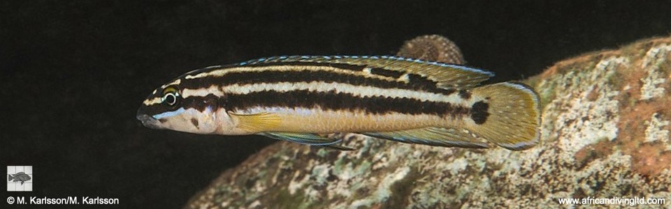 Julidochromis ornatus 'Kafyoko Point'