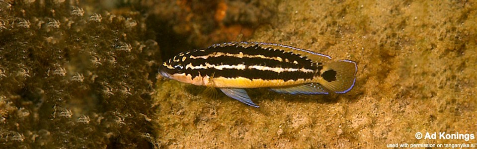 Julidochromis ornatus 'Kalambo Lodge'