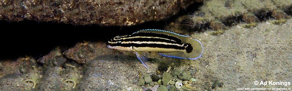 Julidochromis ornatus 'Mbita Island'
