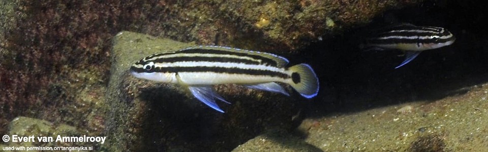 Julidochromis ornatus 'Mpulungu'