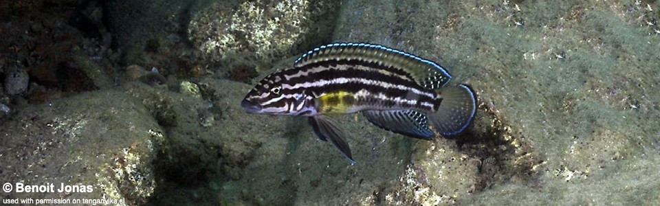 Julidochromis cf. regani 'Bulu Point'<br><font color=gray>J. sp. 'Regani Karilani' Bulu Point</font>