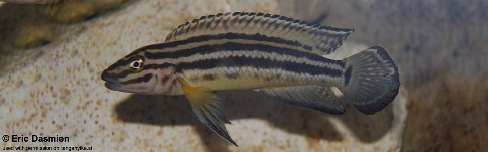 Julidochromis cf. regani (Burundi)