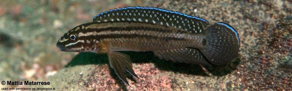 Julidochromis cf. regani 'Cape Chaitika'