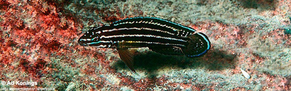 Julidochromis cf. regani 'Cape Kachese' 