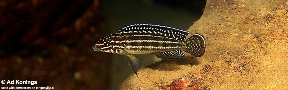 Julidochromis cf. regani 'Cape Nangu'