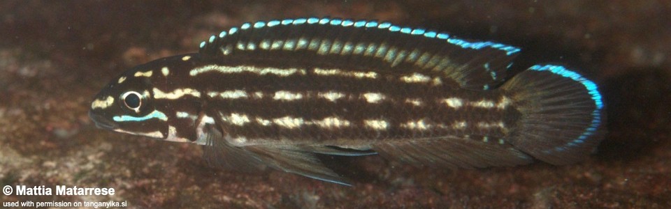 Julidochromis cf. regani 'Cape Nundo'