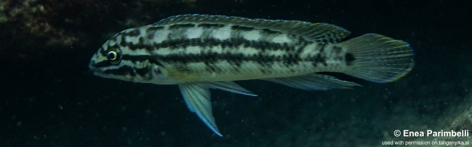 Julidochromis cf. regani 'Izinga Island'