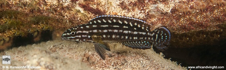 Julidochromis cf. regani 'Kalepa Island'<br><font color=gray>J. sp. 'Regani Samazi' Kalepa Island</font>