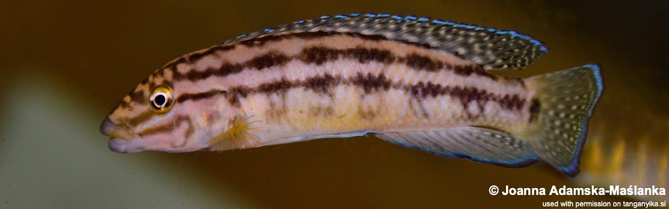 Julidochromis cf. regani 'Kaseke'